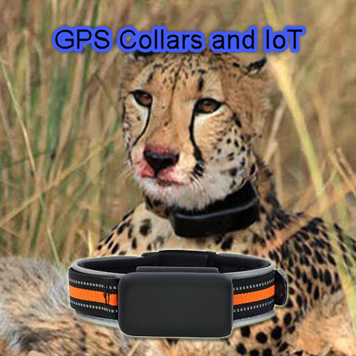 How The Use of a GPS Tracking Collar is helping to save Africas Lions and Cheetahs